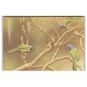 1977 Green Jays & Pygmy-Owl Postcard by John O'Neill Bird Watcher's Digest